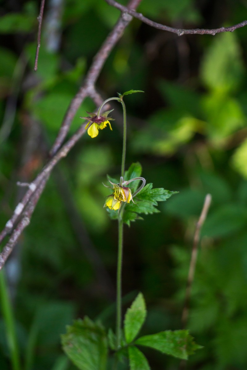 Geum × aurantiacum photo 2