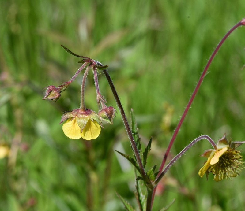 Geum × aurantiacum photo 3