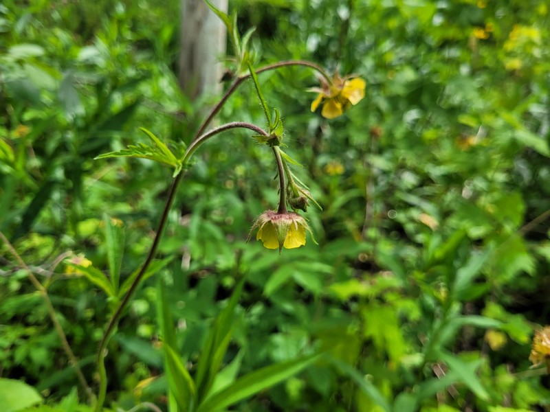 Geum × aurantiacum photo 4