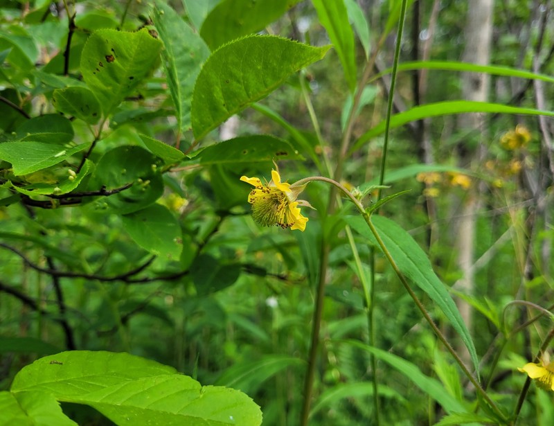 Geum × aurantiacum photo 5