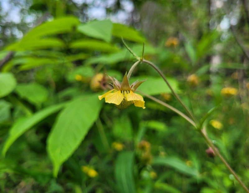 Geum × aurantiacum photo 6