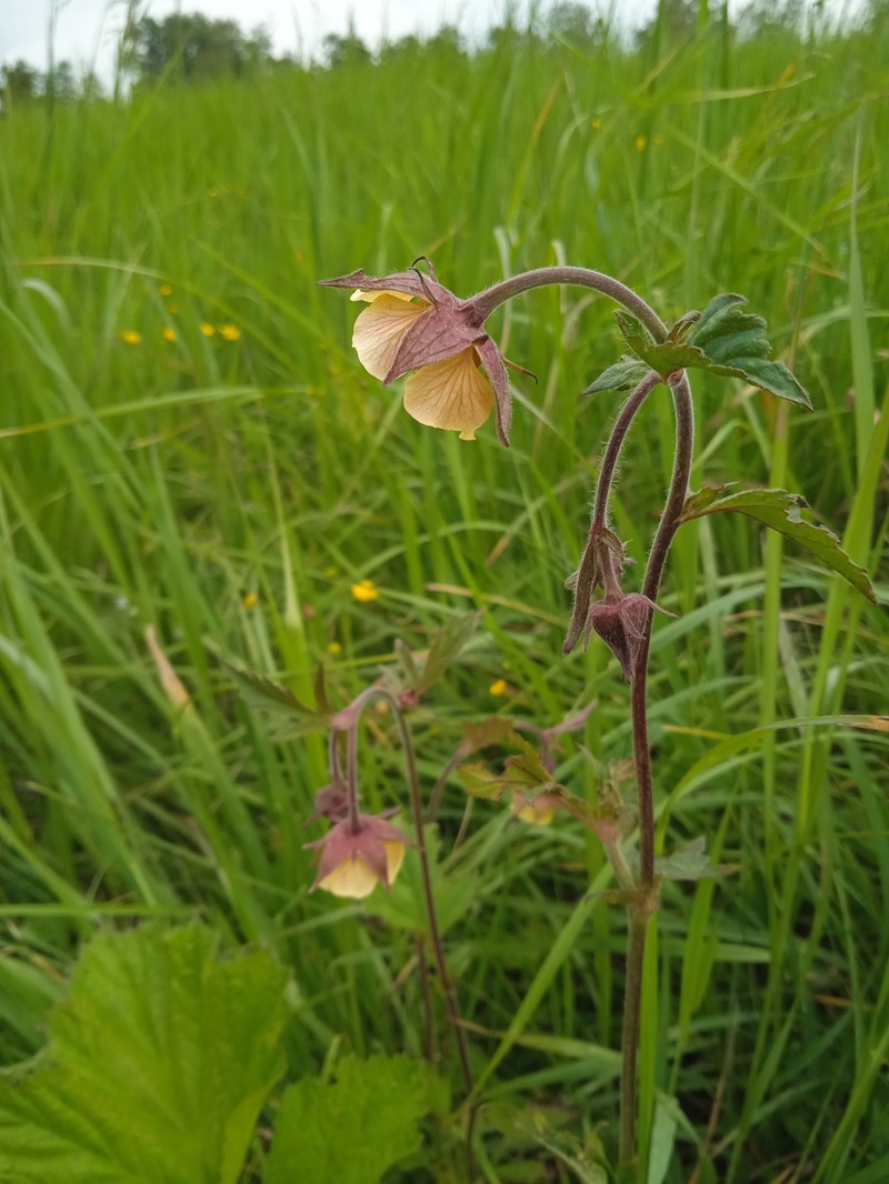 Geum × aurantiacum photo 7