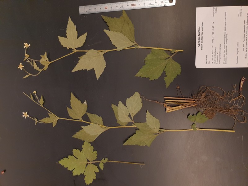 Geum × cortlandicum