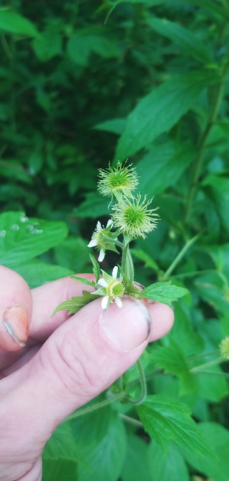 Geum × cortlandicum photo 2
