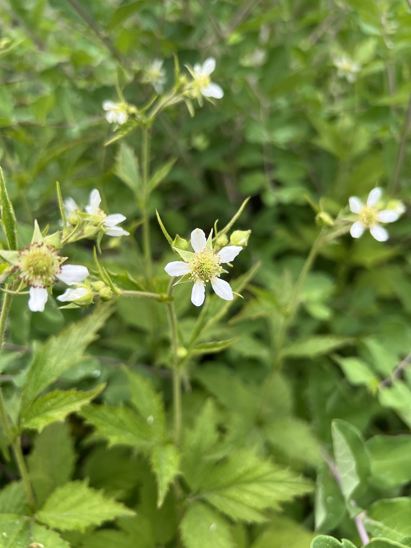 Geum × cortlandicum photo 3
