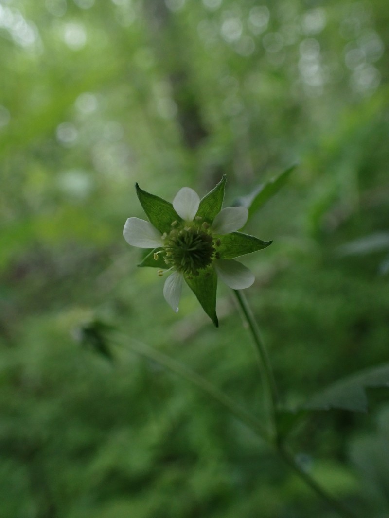Geum × cortlandicum photo 4