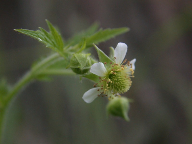 Geum × cortlandicum photo 5