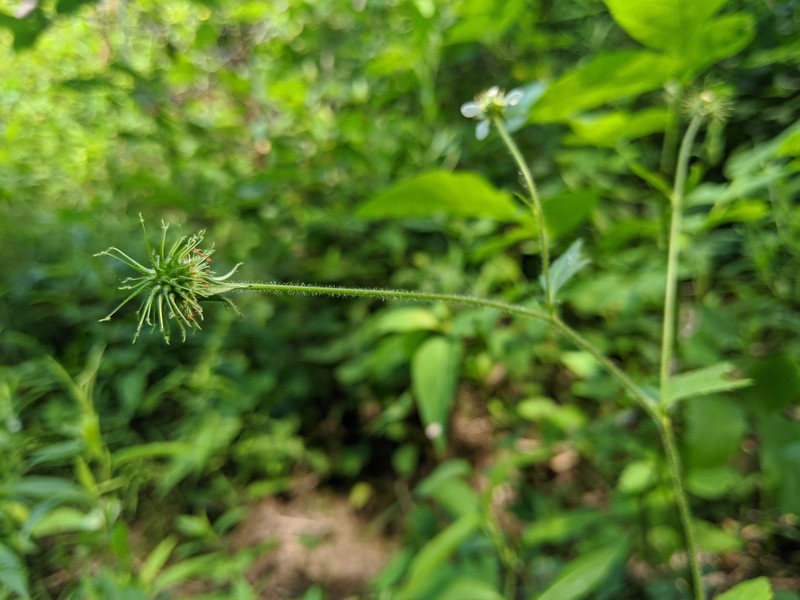 Geum × cortlandicum photo 6