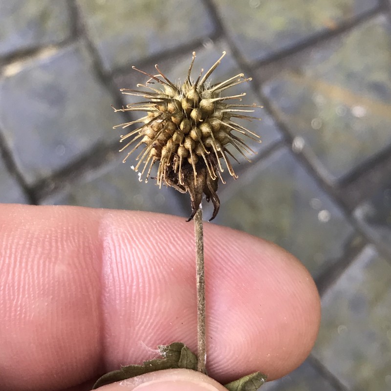 Geum × cortlandicum photo 7