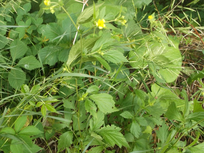 Geum × hainesianum