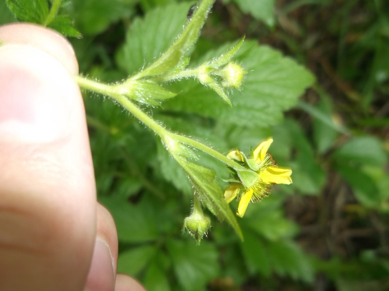 Geum × hainesianum photo 2