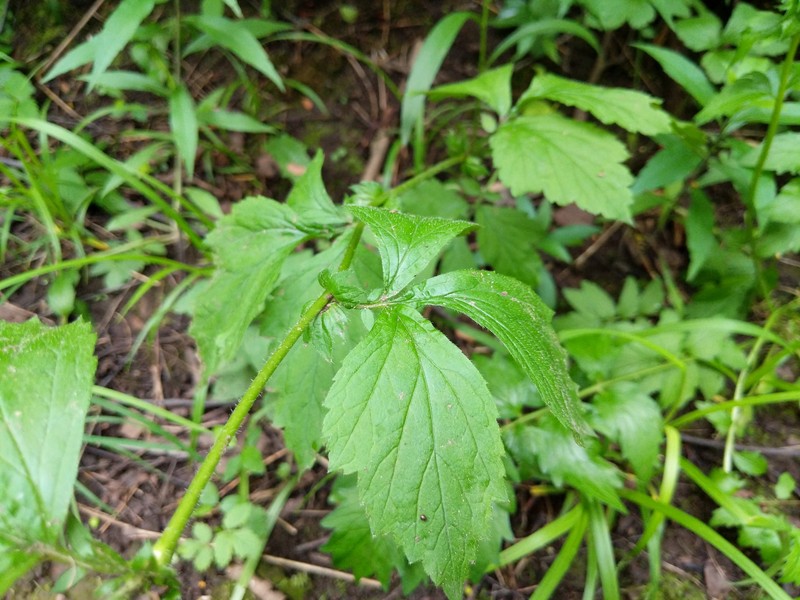 Geum × hainesianum photo 3