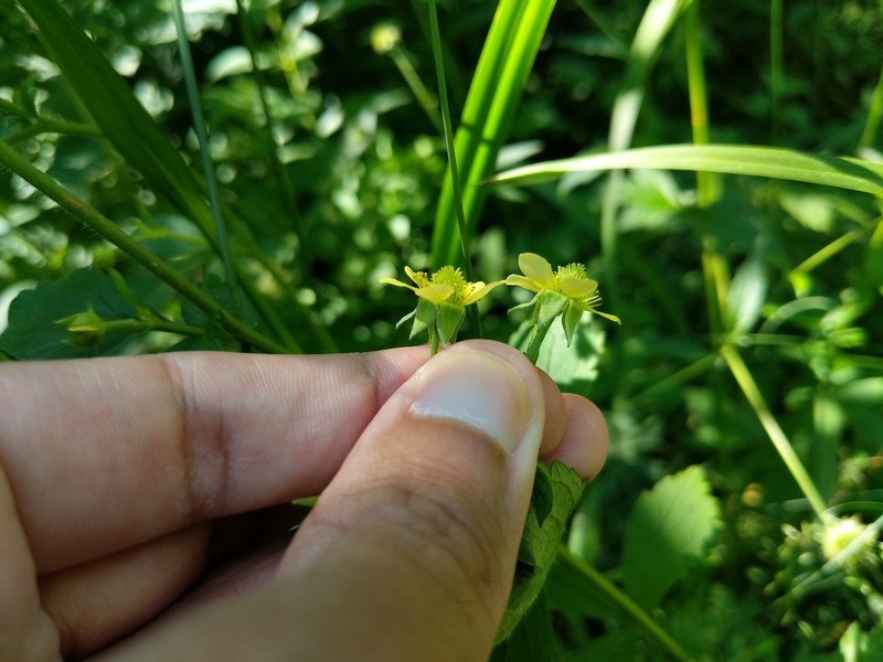 Geum × hainesianum photo 4
