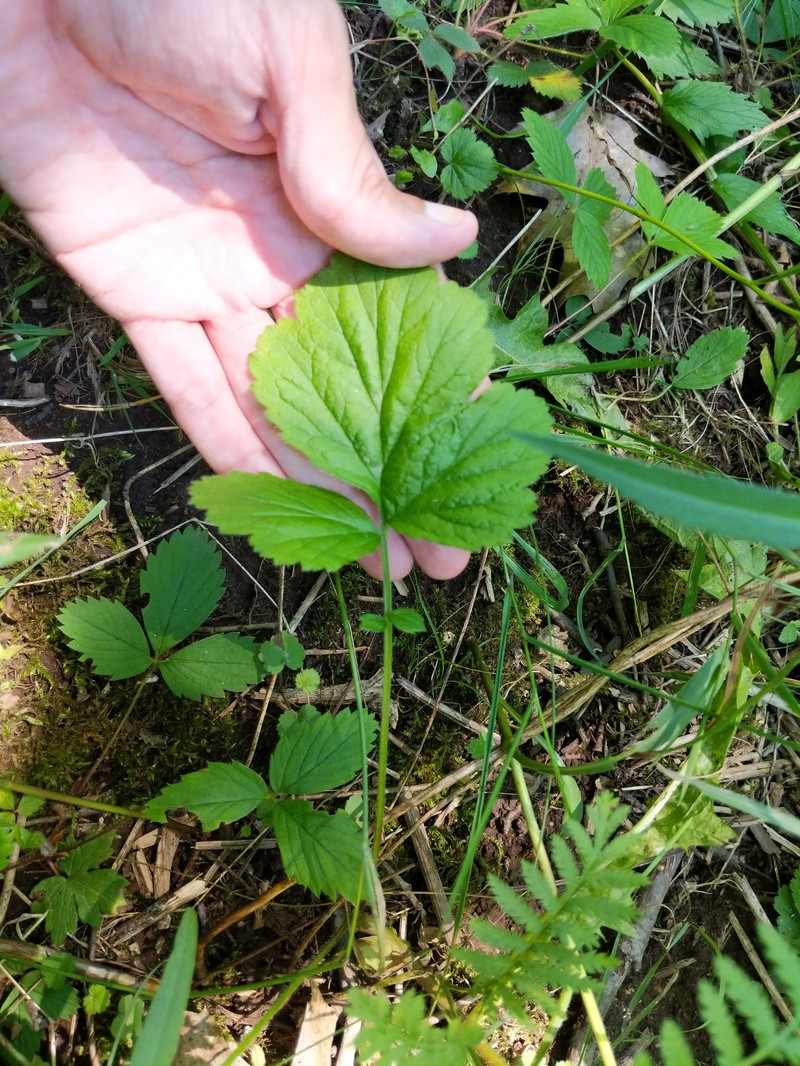 Geum × hainesianum photo 5