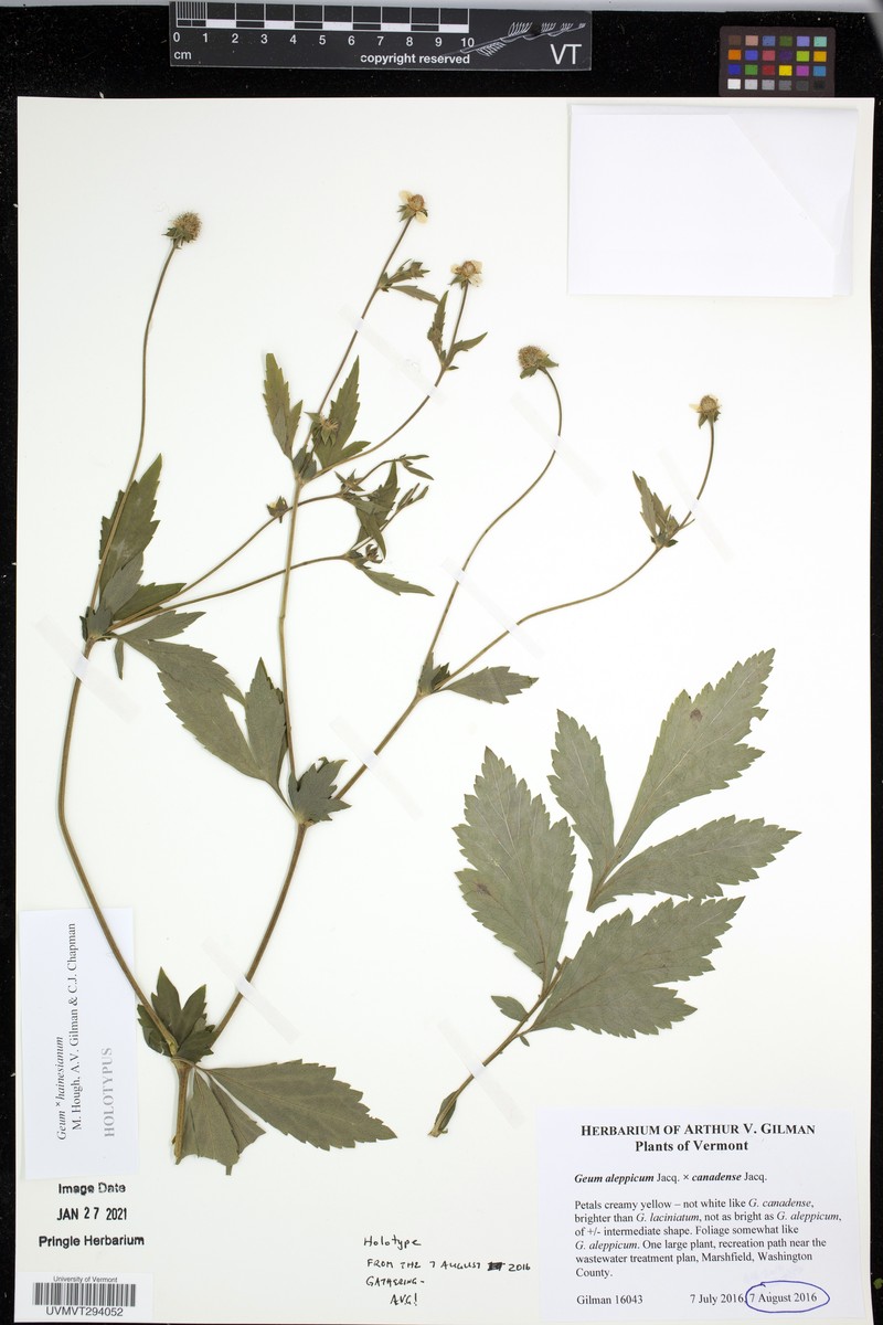 Geum × hainesianum photo 6