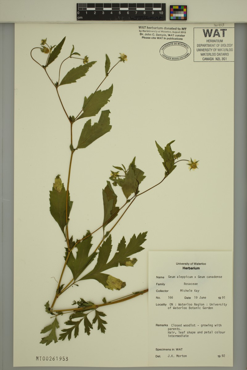 Geum × hainesianum photo 7