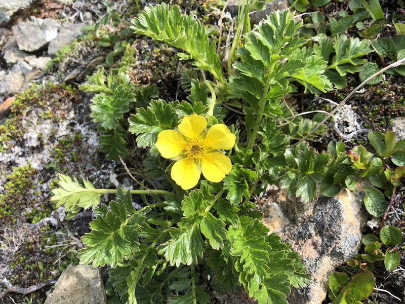 Avens