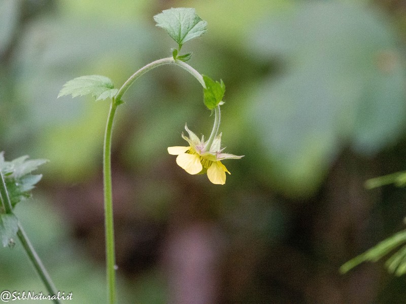 Avens
