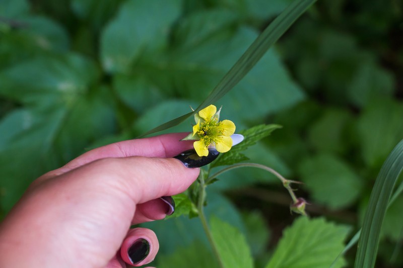 Avens photo 2