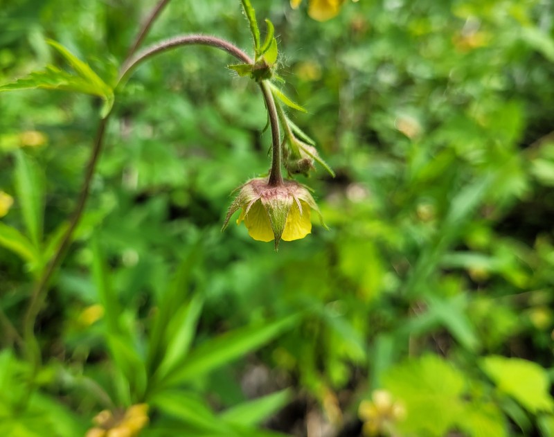 Avens photo 4