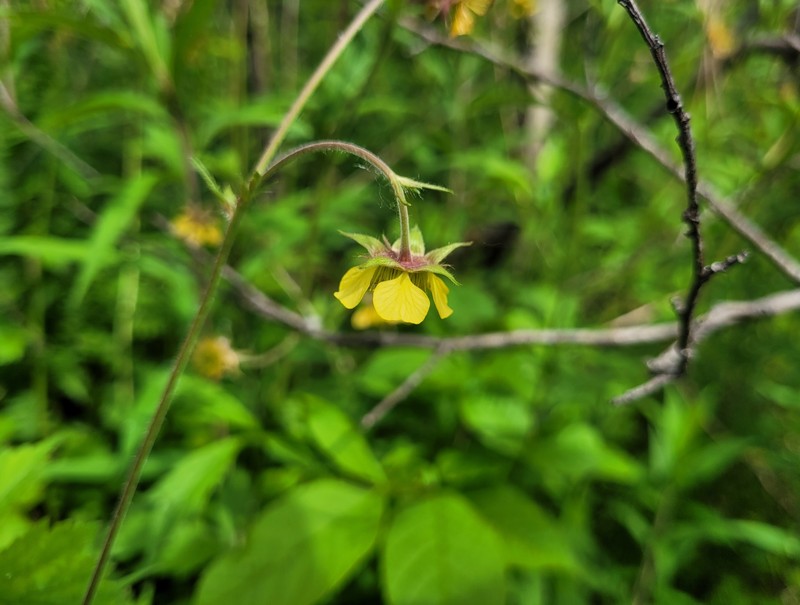 Avens photo 5