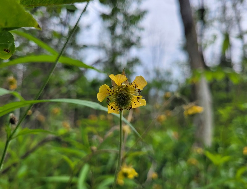 Avens photo 6