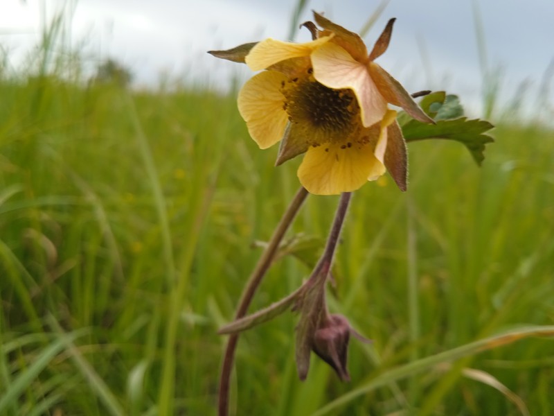 Avens photo 7