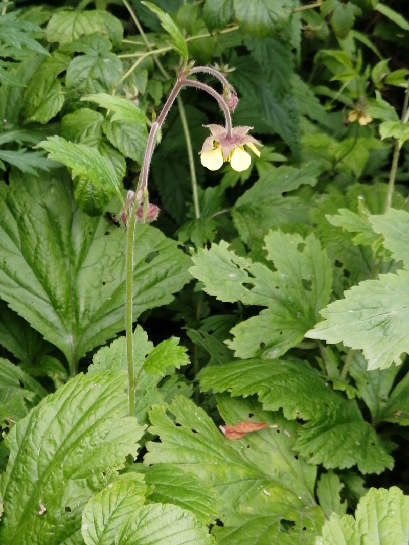 Avens photo 8