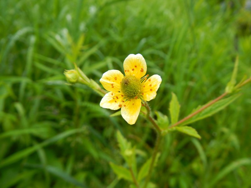 Yellow Avens