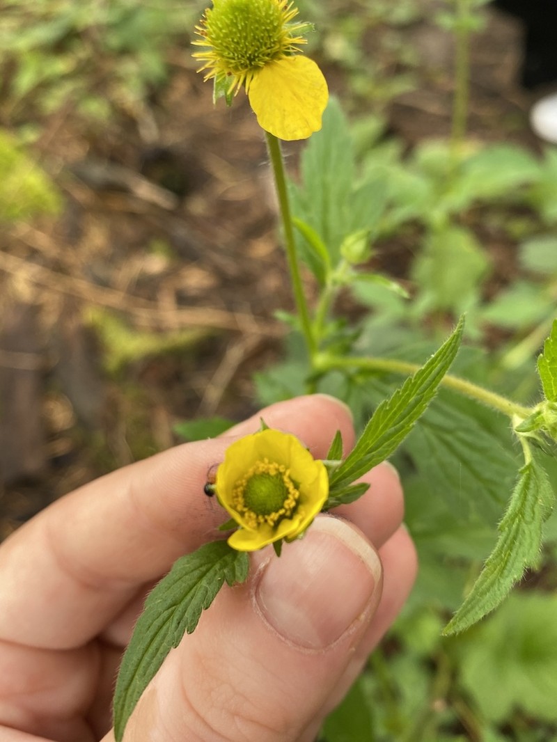Yellow Avens