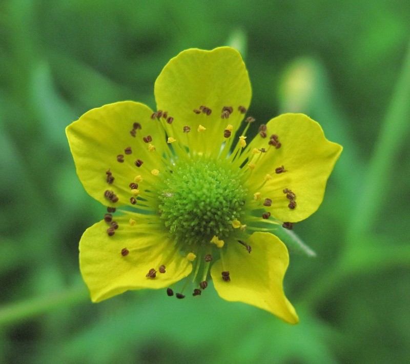 Yellow Avens photo 2