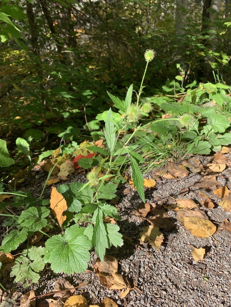 Yellow Avens photo 3