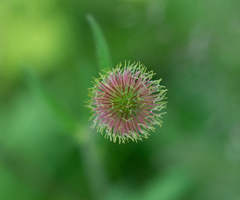 Yellow Avens photo 5