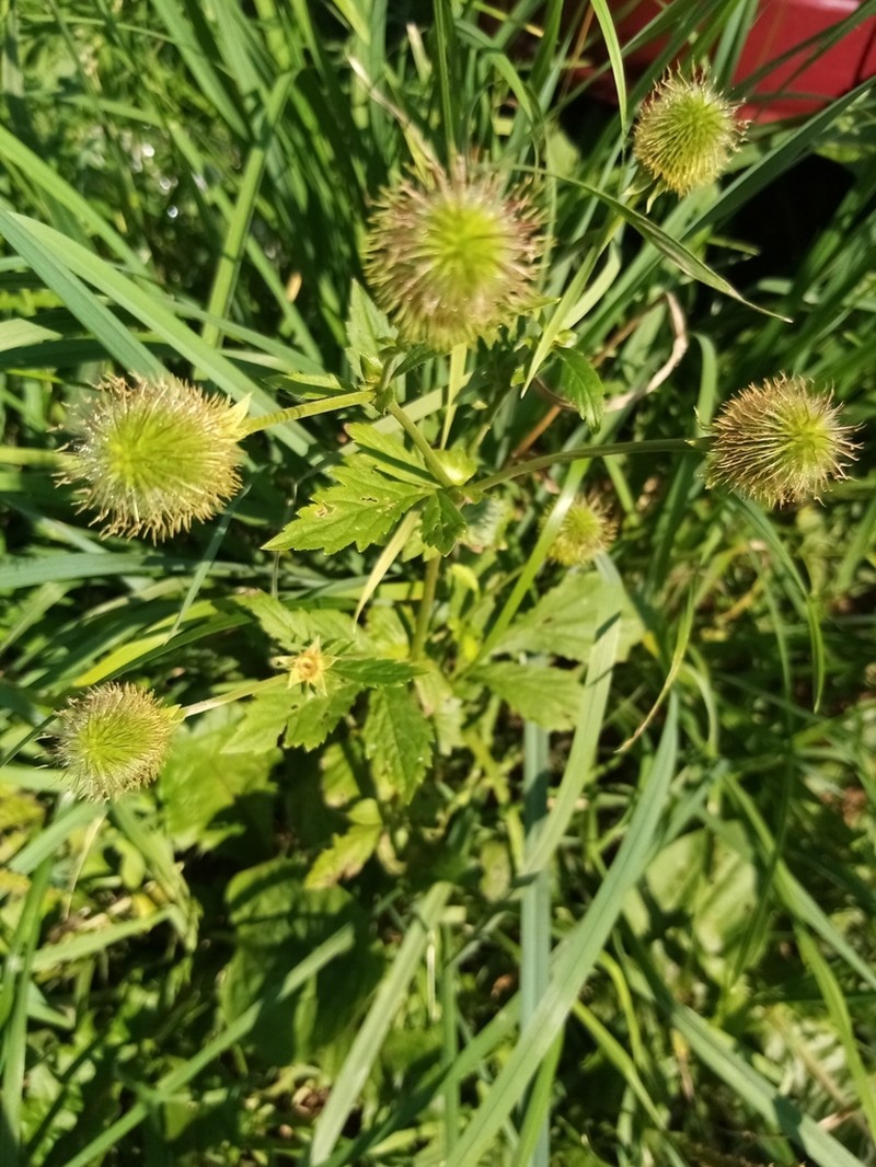 Yellow Avens photo 6