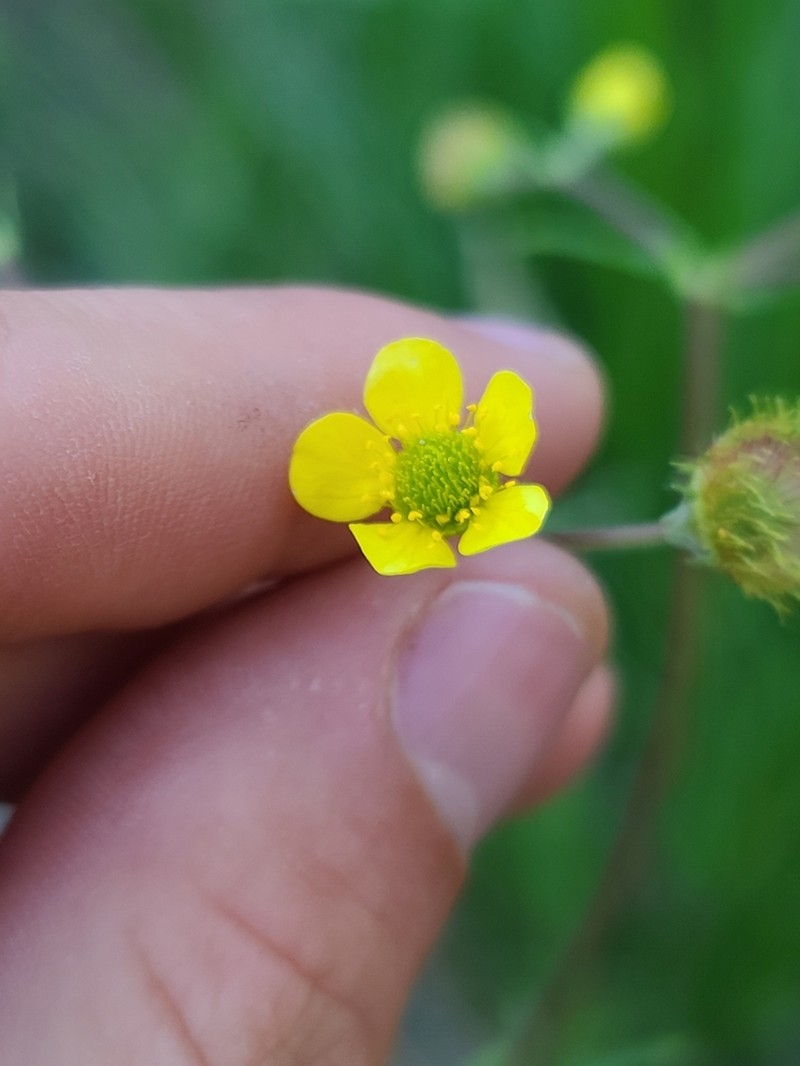 Yellow Avens photo 7