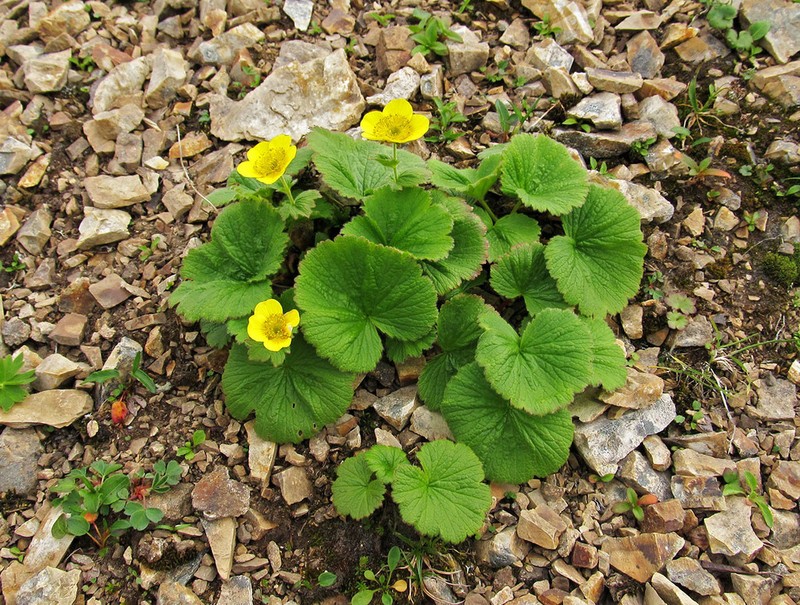 Calthaleaf Avens
