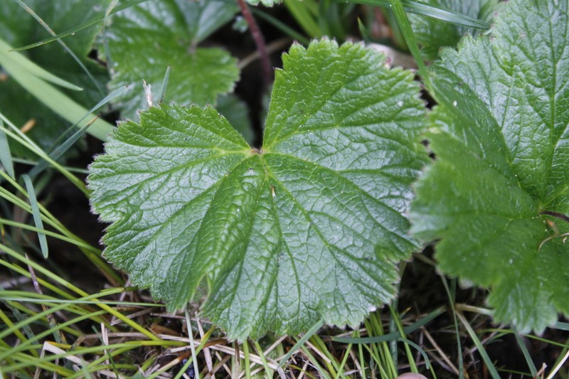 Calthaleaf Avens photo 2