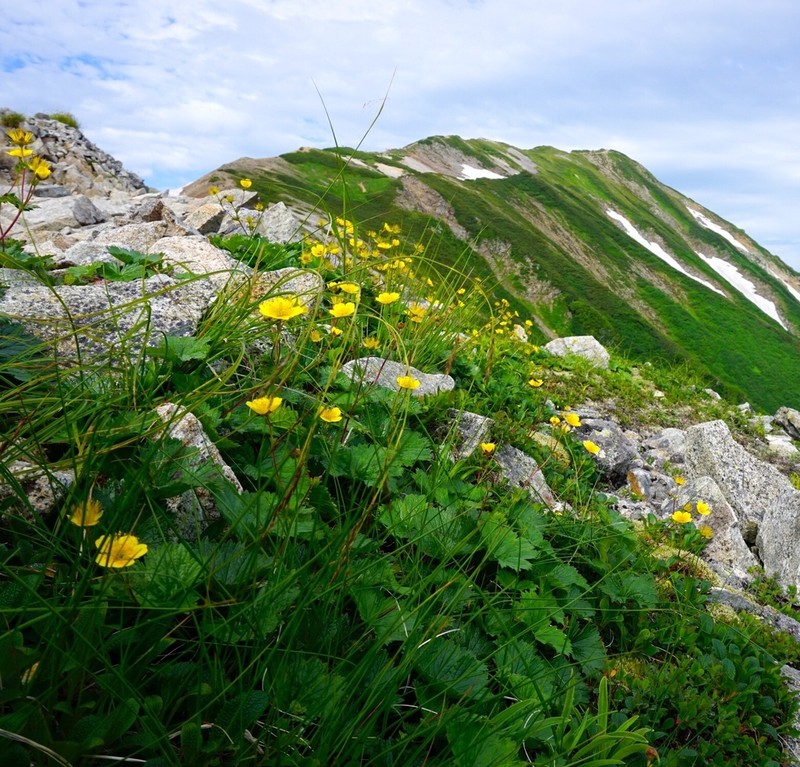 Calthaleaf Avens photo 3