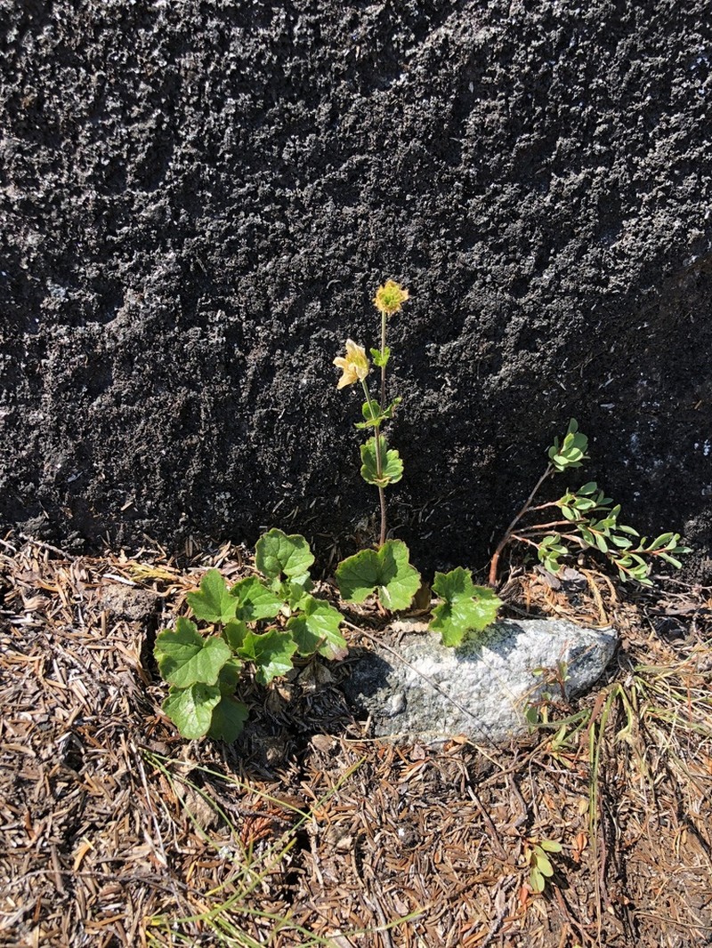 Calthaleaf Avens photo 4