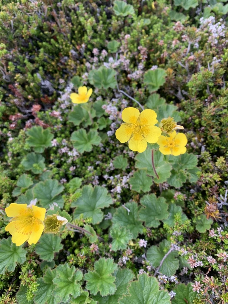 Calthaleaf Avens photo 6