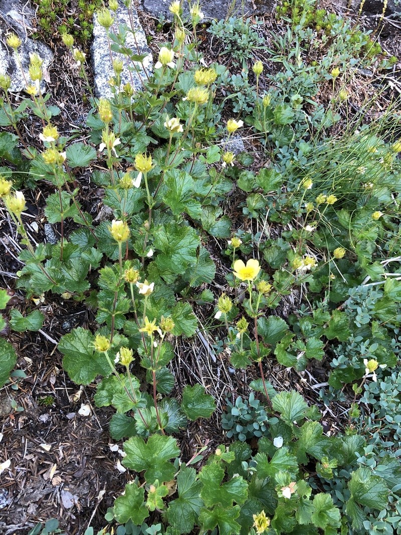 Calthaleaf Avens photo 7
