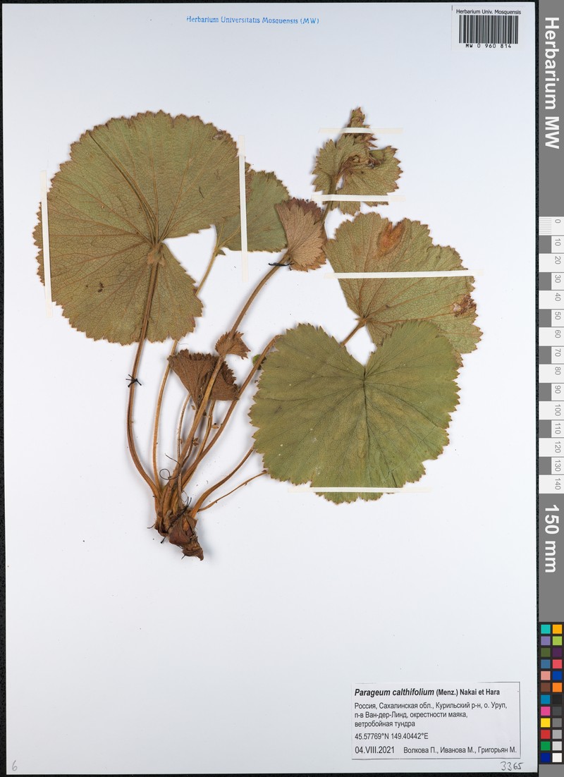 Geum calthifolium var. calthifolium