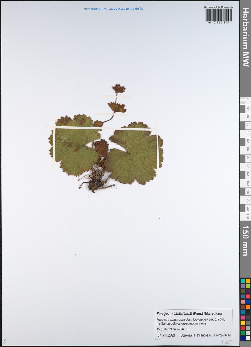 Geum calthifolium var. calthifolium photo 2