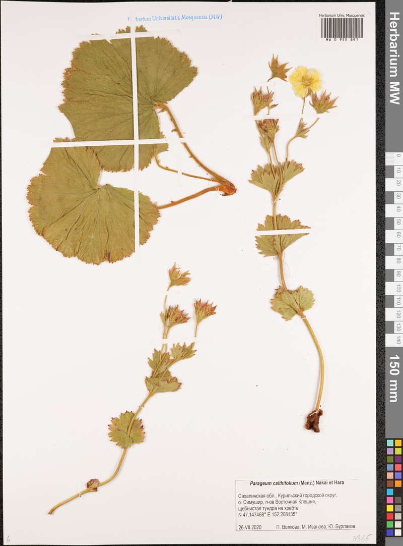 Geum calthifolium var. calthifolium photo 3