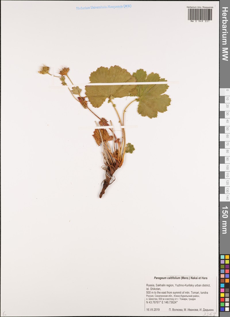 Geum calthifolium var. calthifolium photo 4