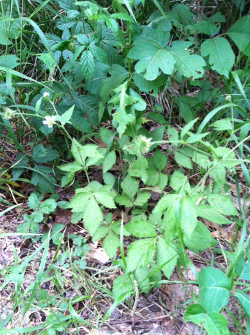 White Avens