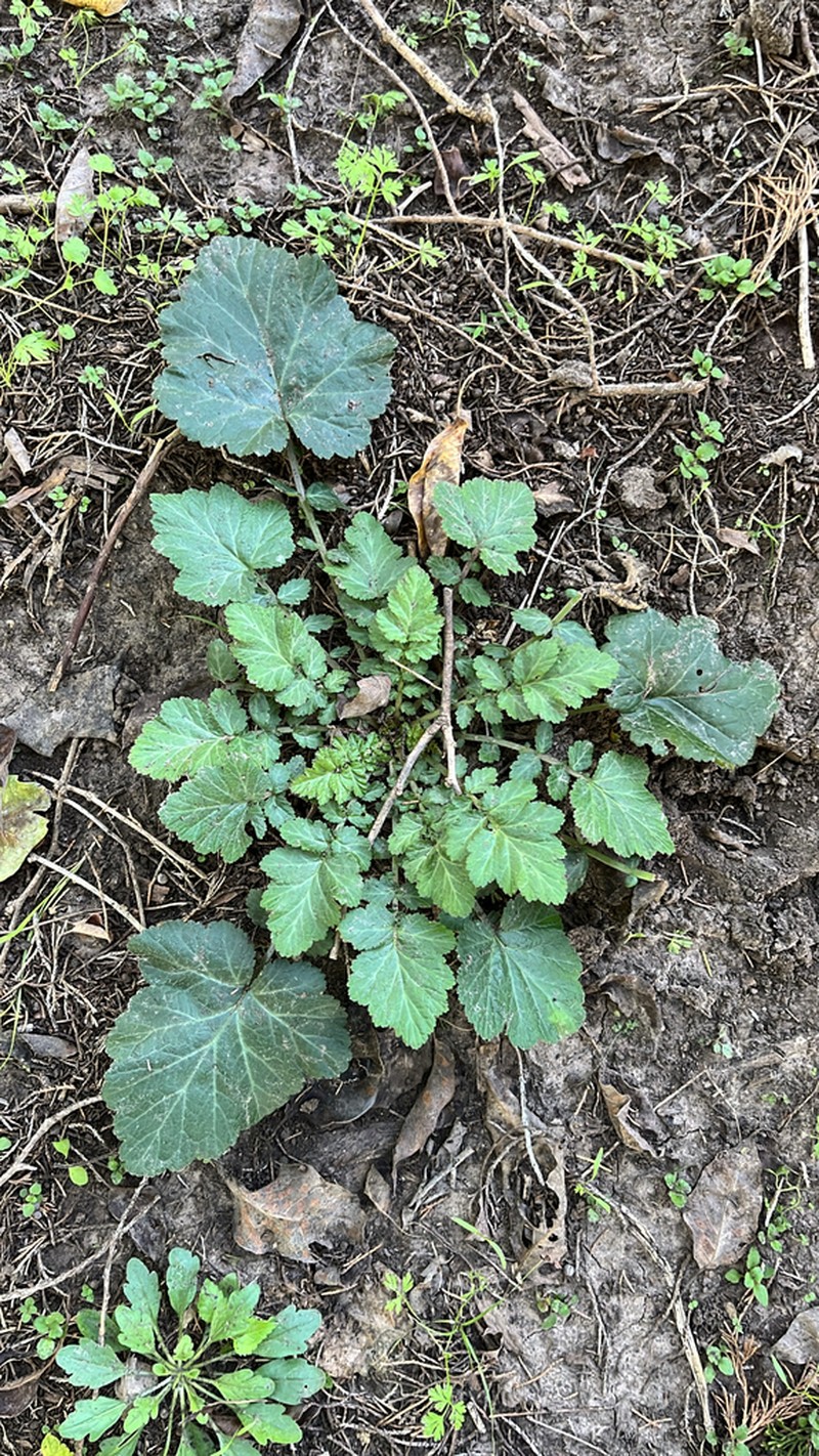 White Avens photo 2