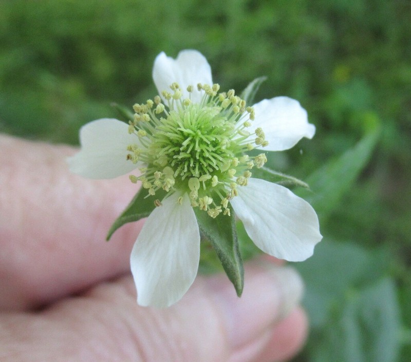 White Avens photo 3