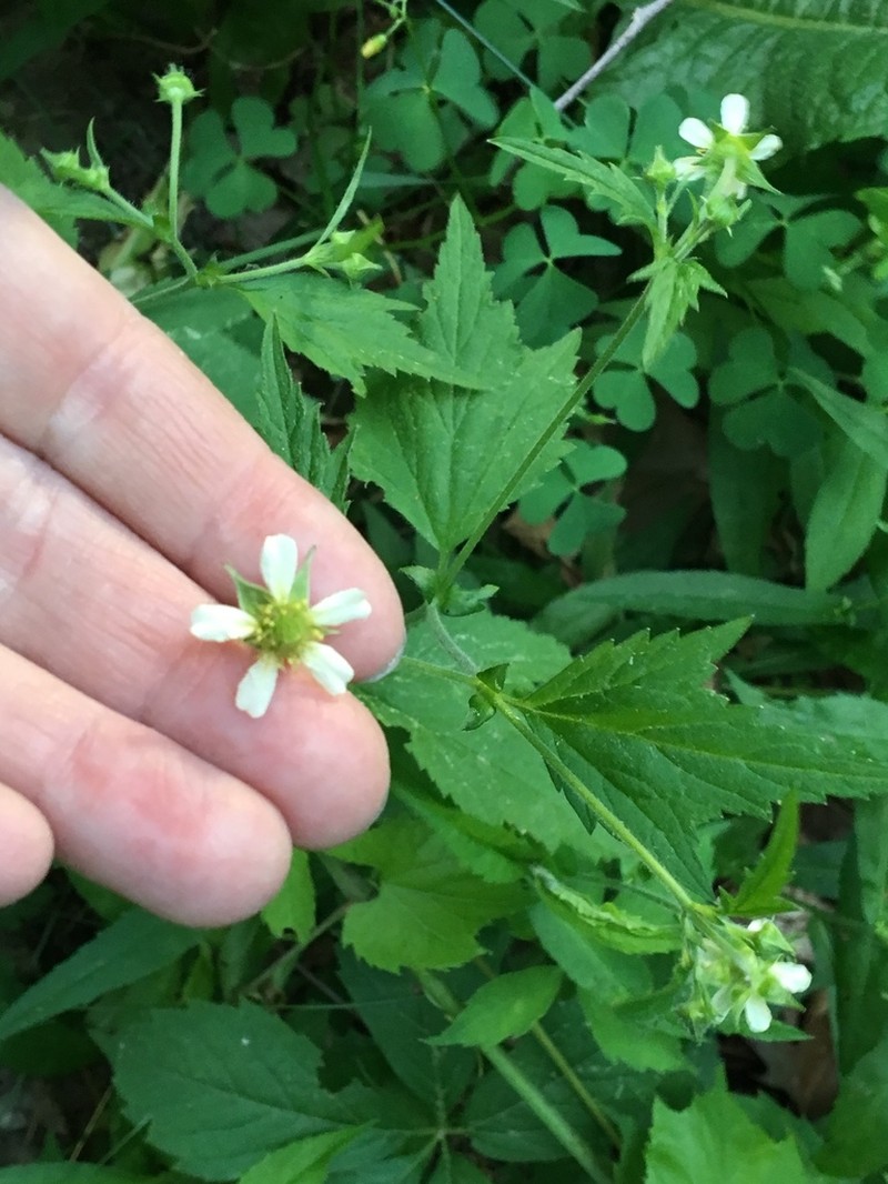 White Avens photo 4