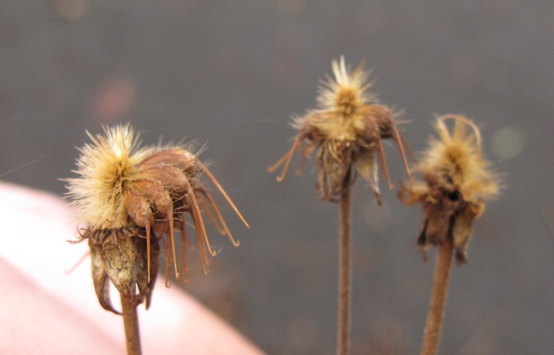 White Avens photo 5